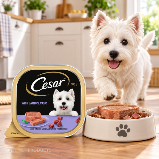 Cesar Gourmet Lamb Wet Dog Food – Box of 24 × 100 g lifestyle image