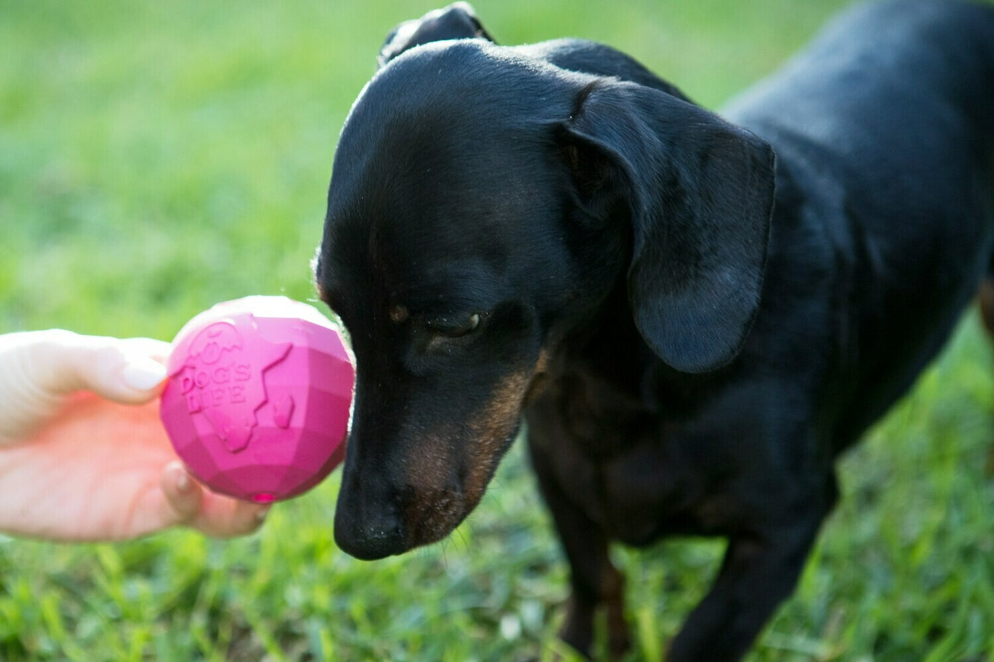 Dog's Life Africa Balls - Natural Rubber Dog Toy