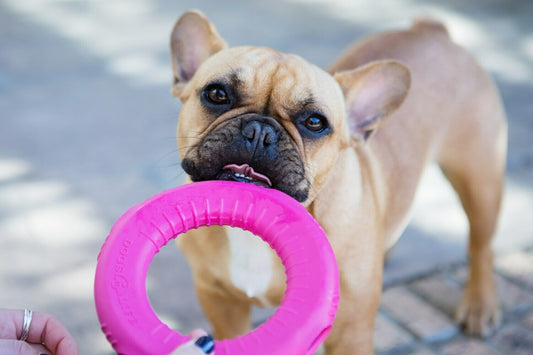 Dog's Life Natural Rubber Dog Toy Gloop Loop