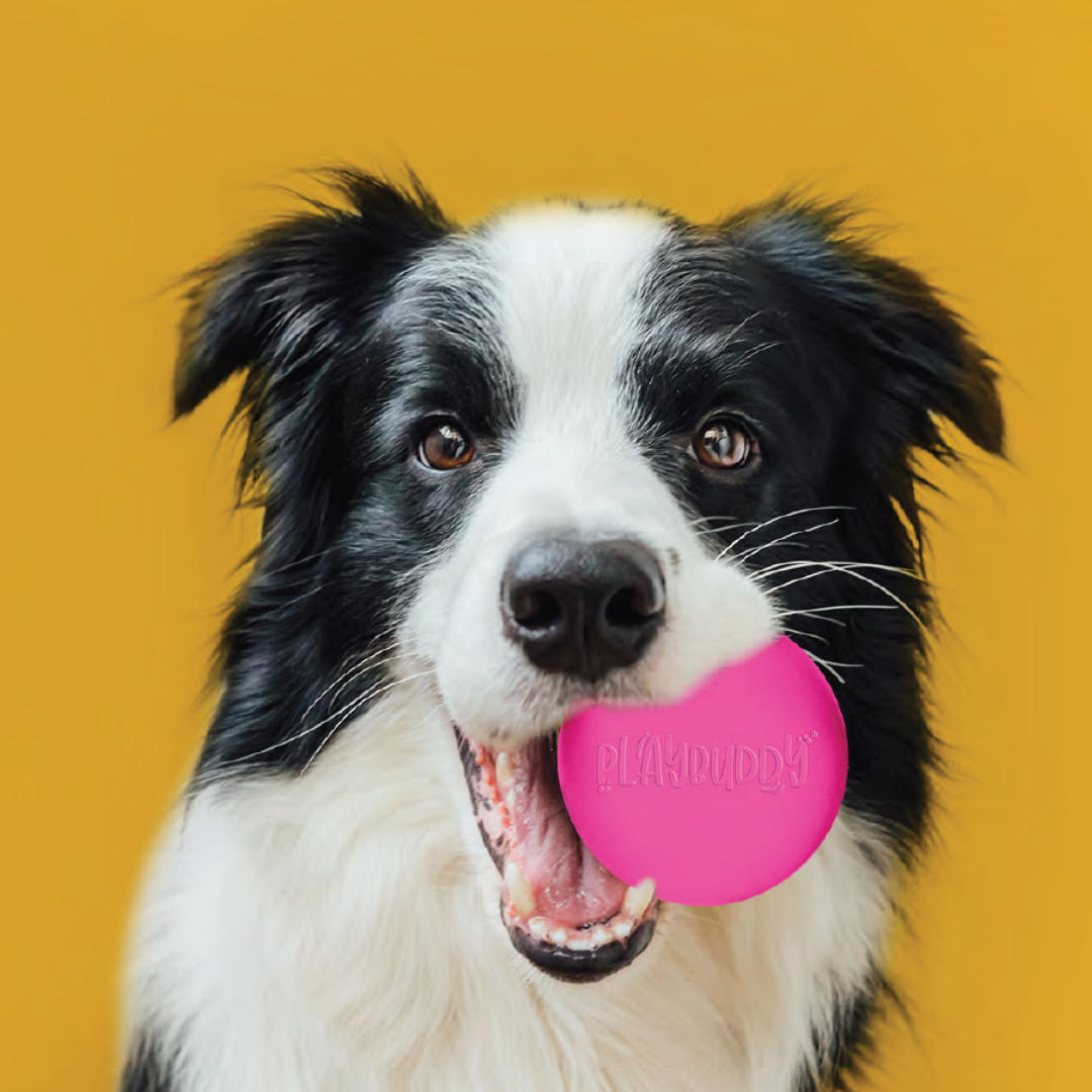 PlayBuddy Ball – for dogs who love to fetch and chew (Small or Large)