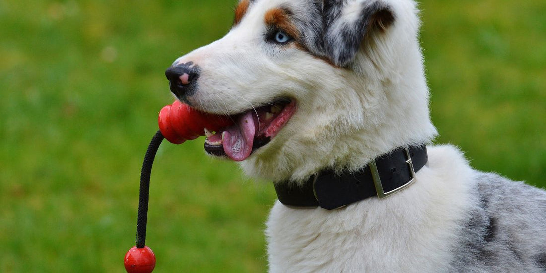 DIY Pet Enrichment: Fun & Easy Ways to Entertain Your Pet at Home