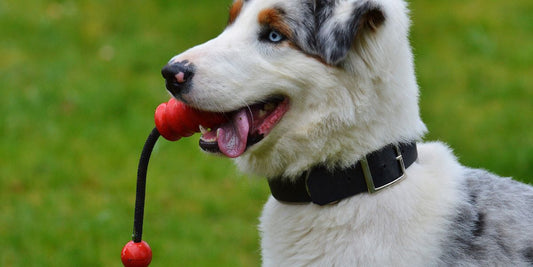 DIY Pet Enrichment: Fun & Easy Ways to Entertain Your Pet at Home