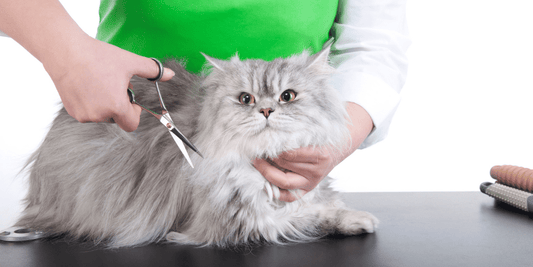 Pet Grooming Options for Cats
