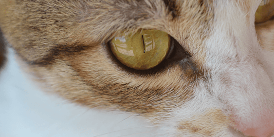 A Basic Introduction to Cat Eye Care