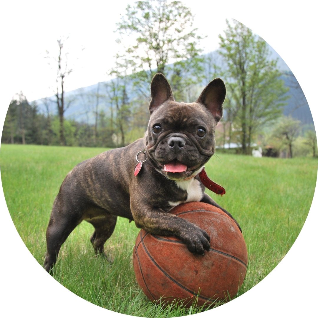 SHOP FOR DOGS
