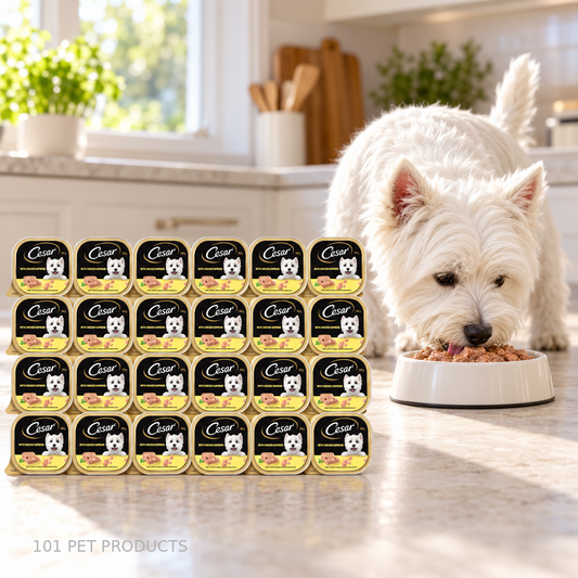 Cesar Gourmet Chicken Wet Dog Food – Box of 24 × 100 g lifestyle image